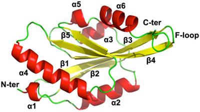 Unravelling the Biology of EhActo as the First Cofilin From Entamoeba histolytica